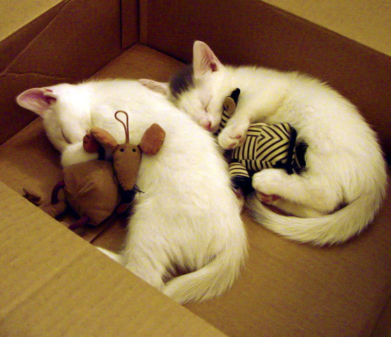 国际米兰双前锋战术再次奏效，米兰大前锋